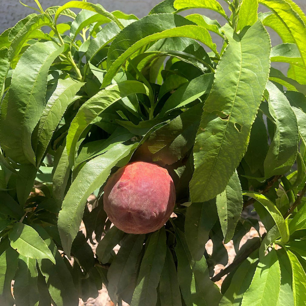 Peach Tree (Dwarf Bonanza Variety)