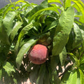 Peach Tree (Dwarf Bonanza Variety)