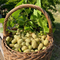 Mulberry Tree (White Shehtoot)