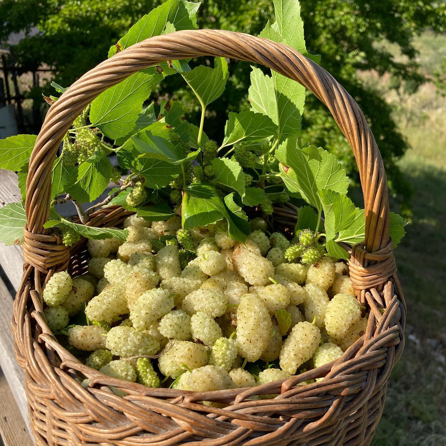 Mulberry Tree (White Shehtoot)