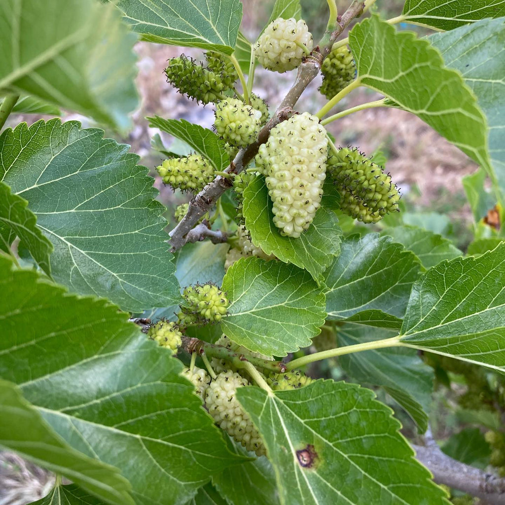 Mulberry Tree (White Shehtoot)
