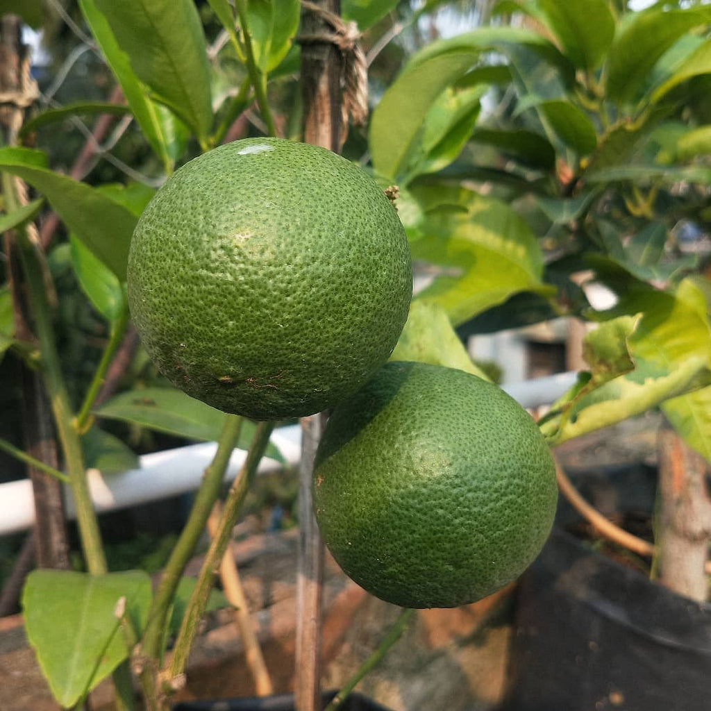 Sweet Orange Tree (Musambi / Malta)