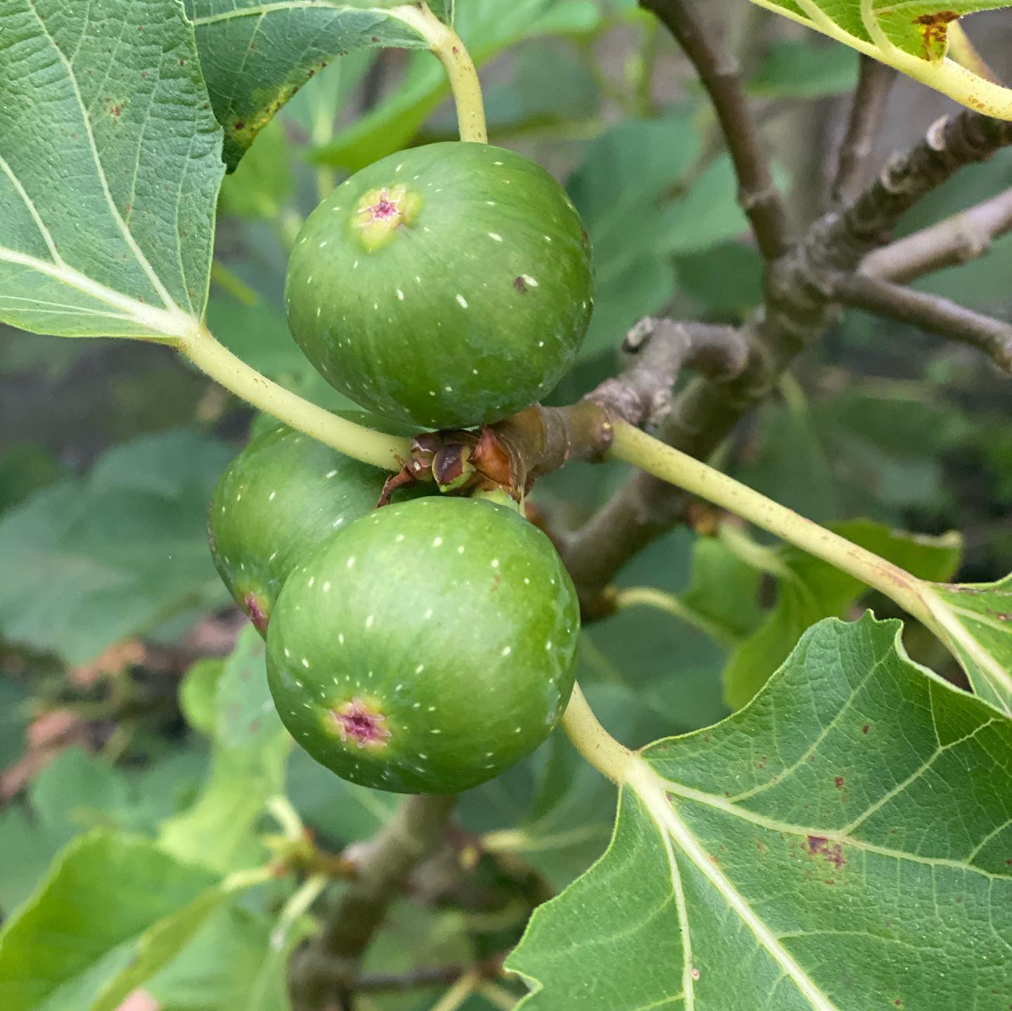 White Fig Tree
