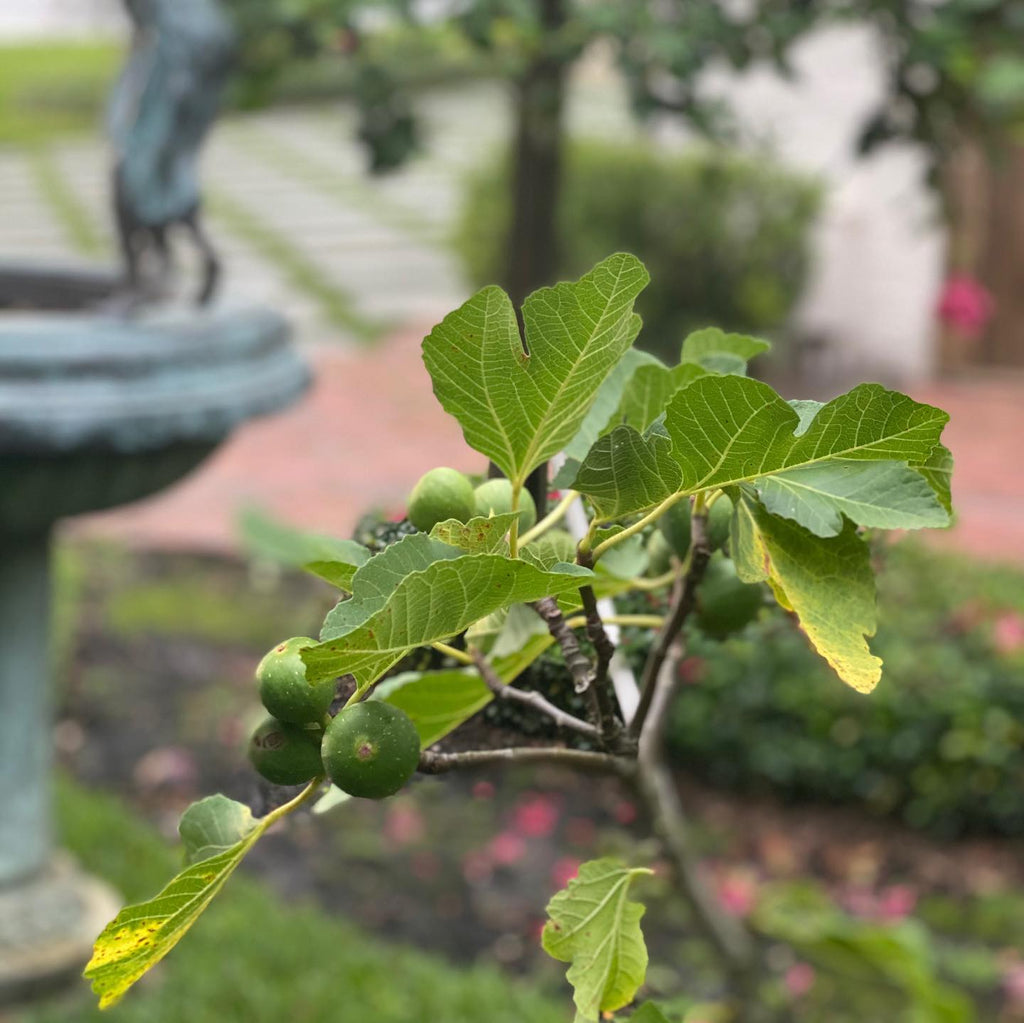 White Fig Tree
