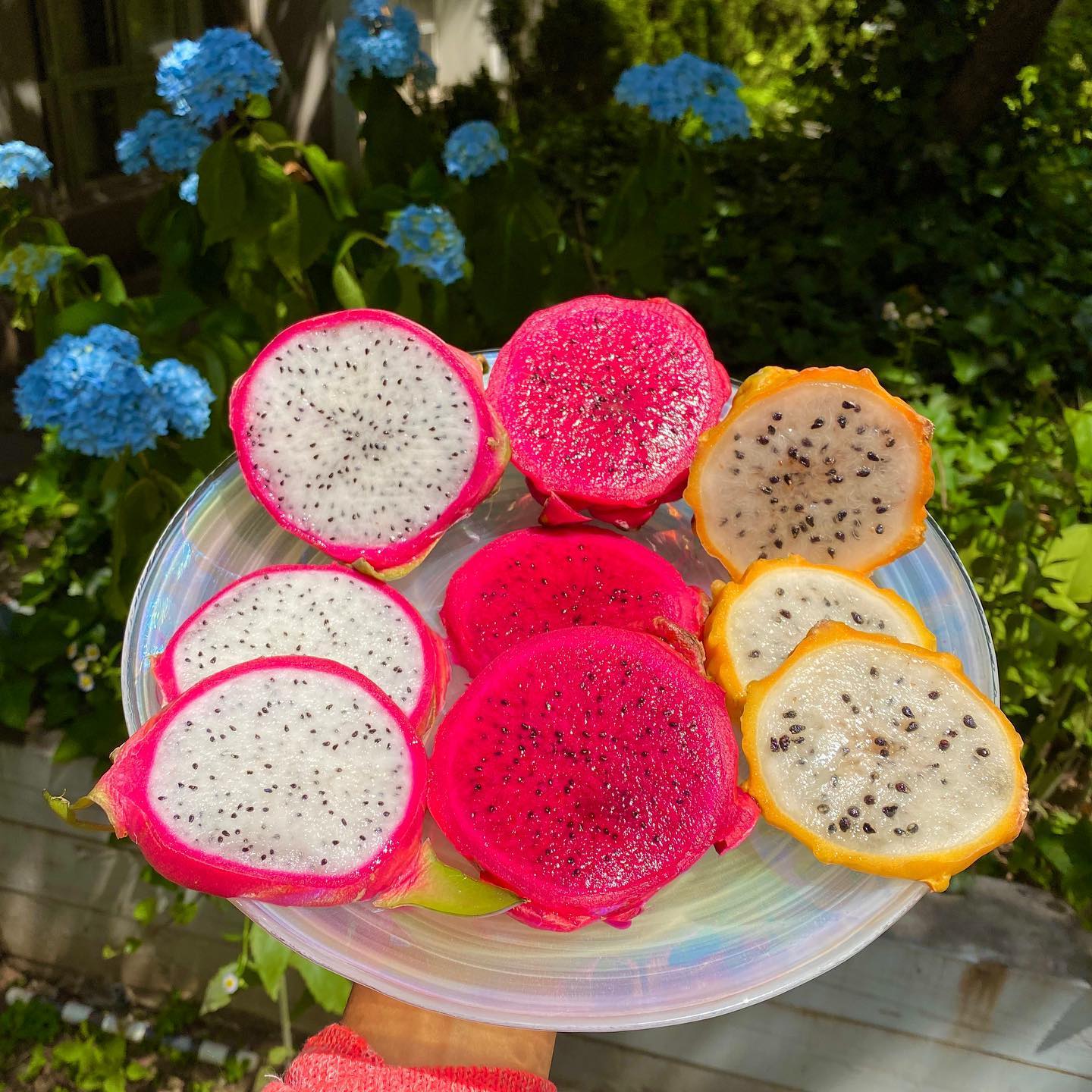 Dragon Fruit Plant (Yellow Variety – Selenicereus megalanthus)