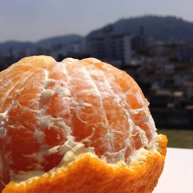Decopon Citrus Plant (Sumo Orange)