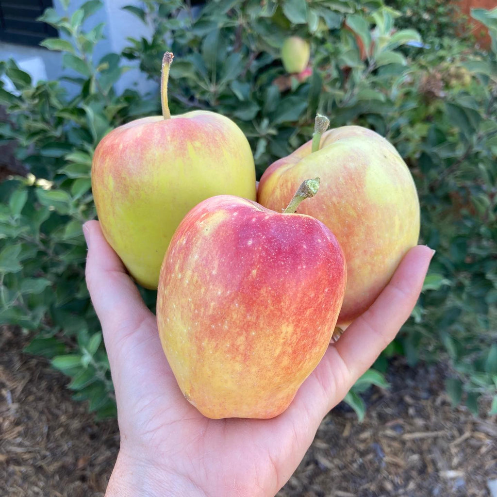 Apple Tree
