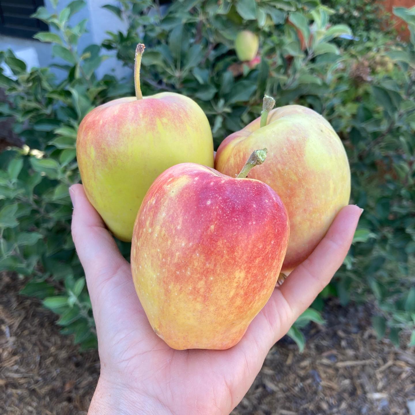 Apple Tree