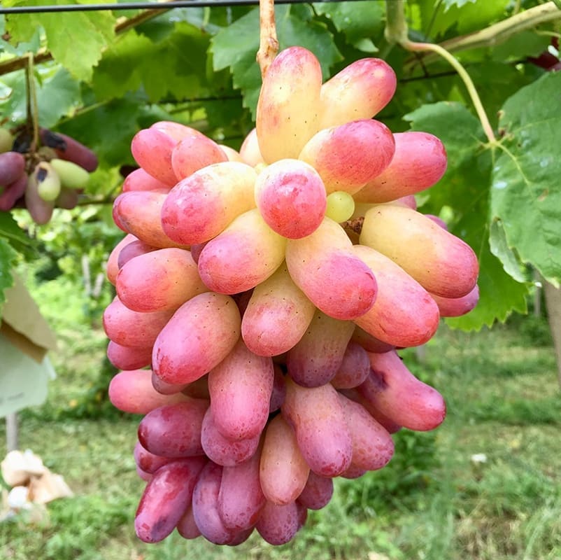Manicure Finger Grape Vine (Vitis vinifera – Elegant, Elongated Pink Grapes)
