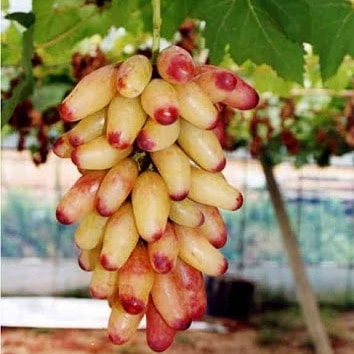 Manicure Finger Grape Vine (Vitis vinifera – Elegant, Elongated Pink Grapes)