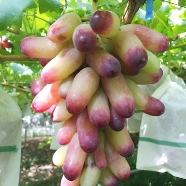 Grape Vines