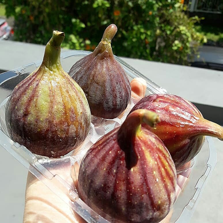 Turkey Fig Tree