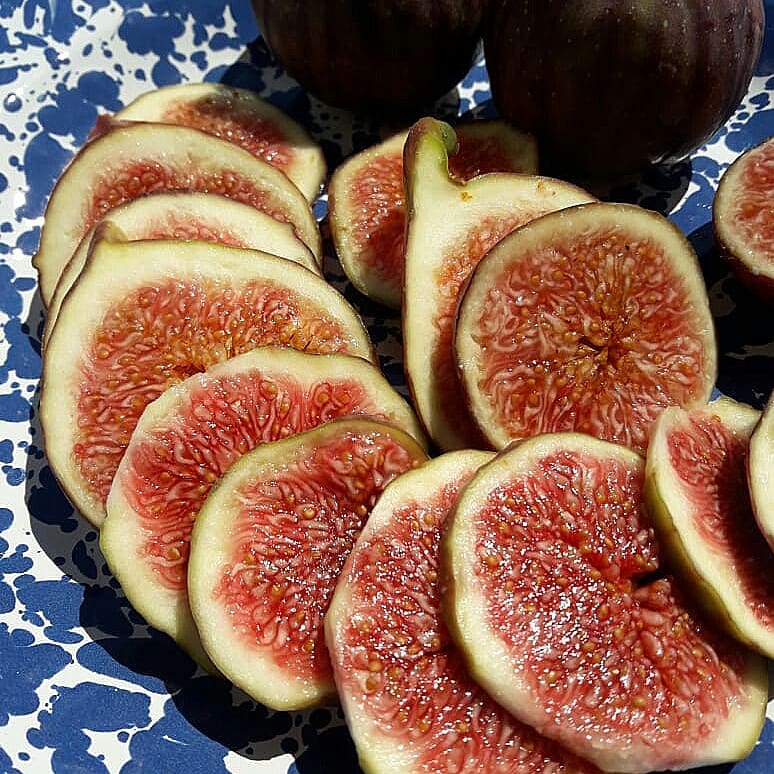 Turkey Fig Tree