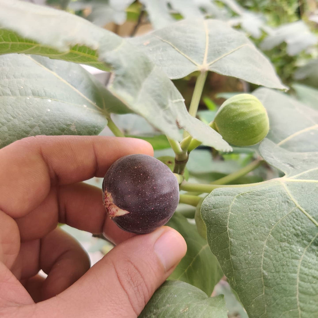 Black Fig Tree
