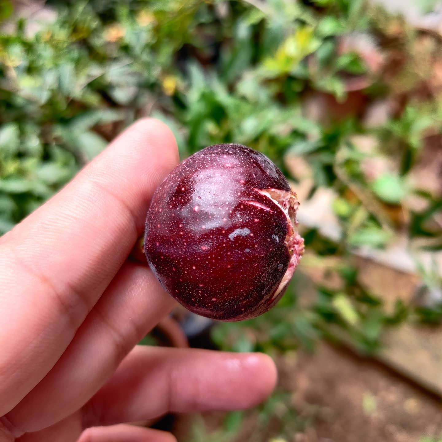 Black Fig Tree