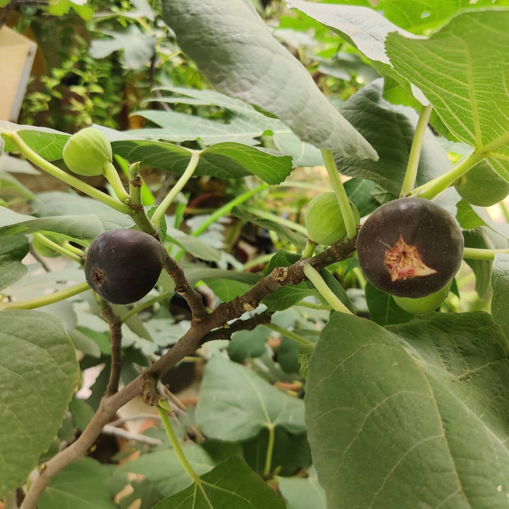 Black Fig Tree