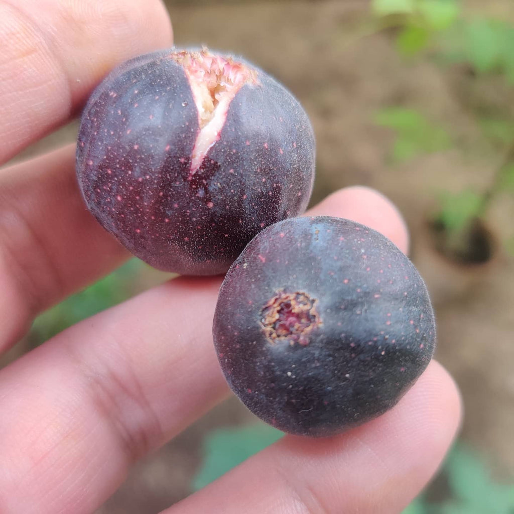 Black Fig Tree