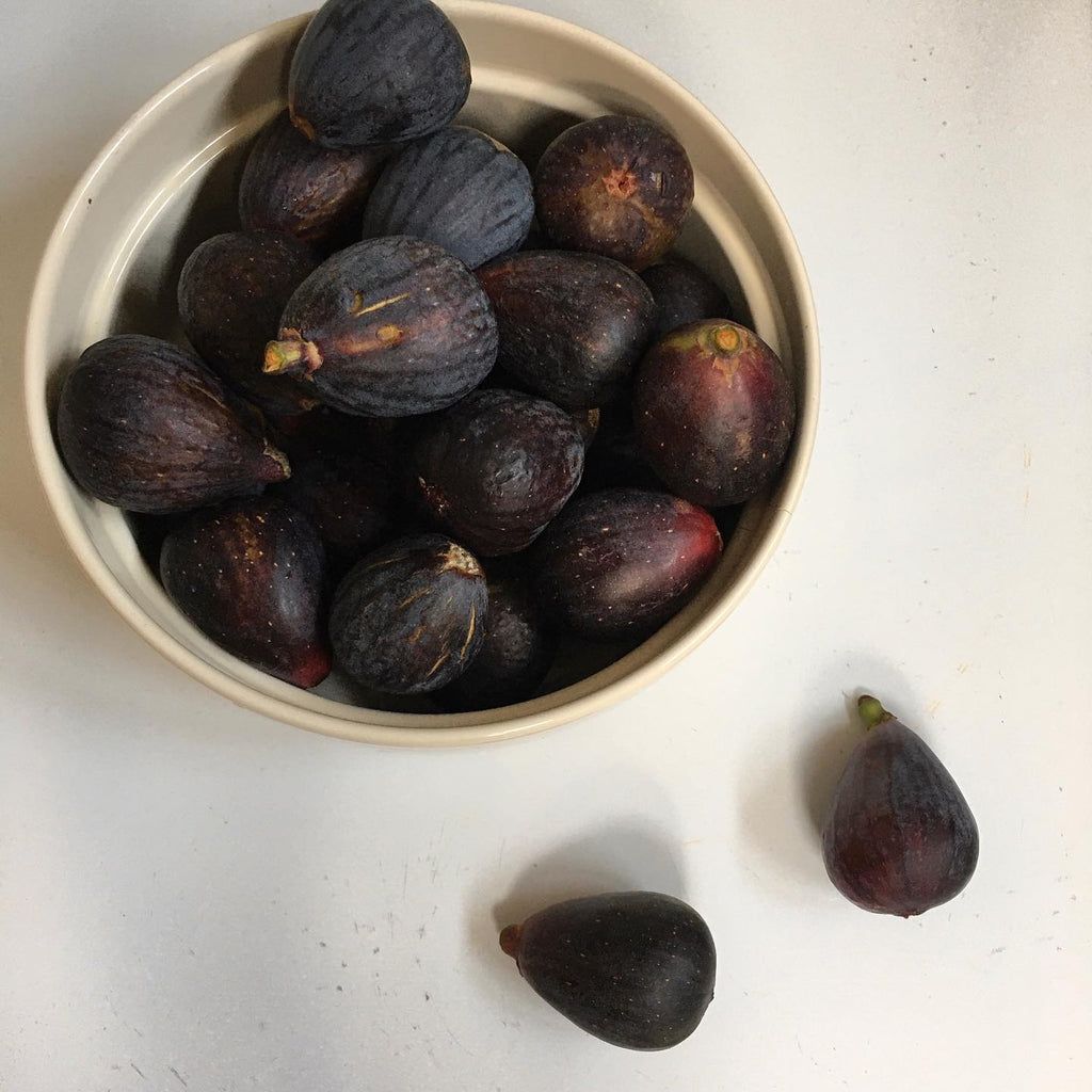Black Fig Tree