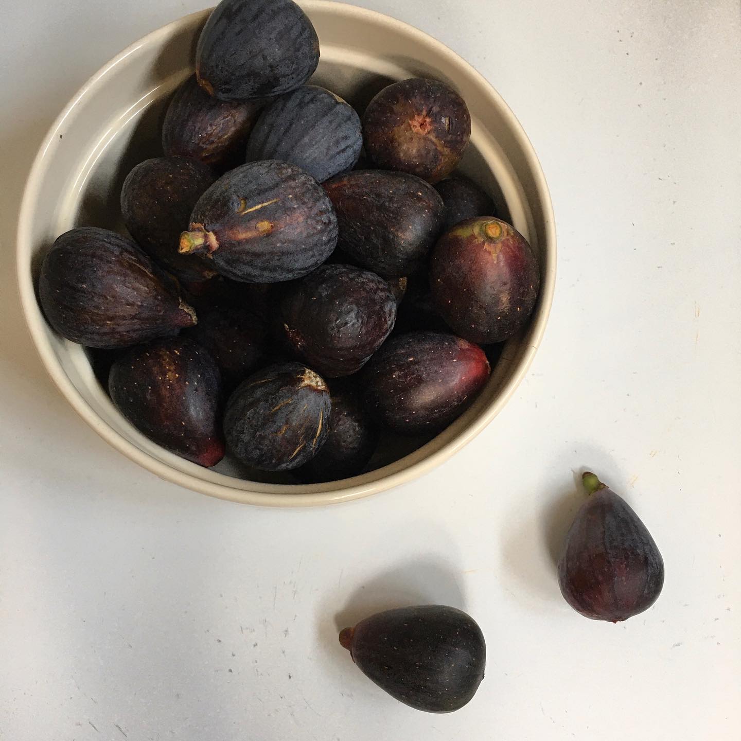 Black Fig Tree