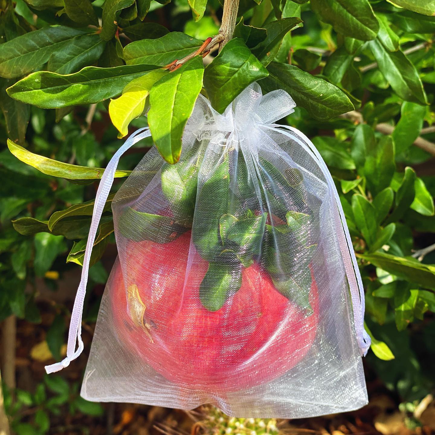 Wonderful Pomegranate Tree (Punica granatum)
