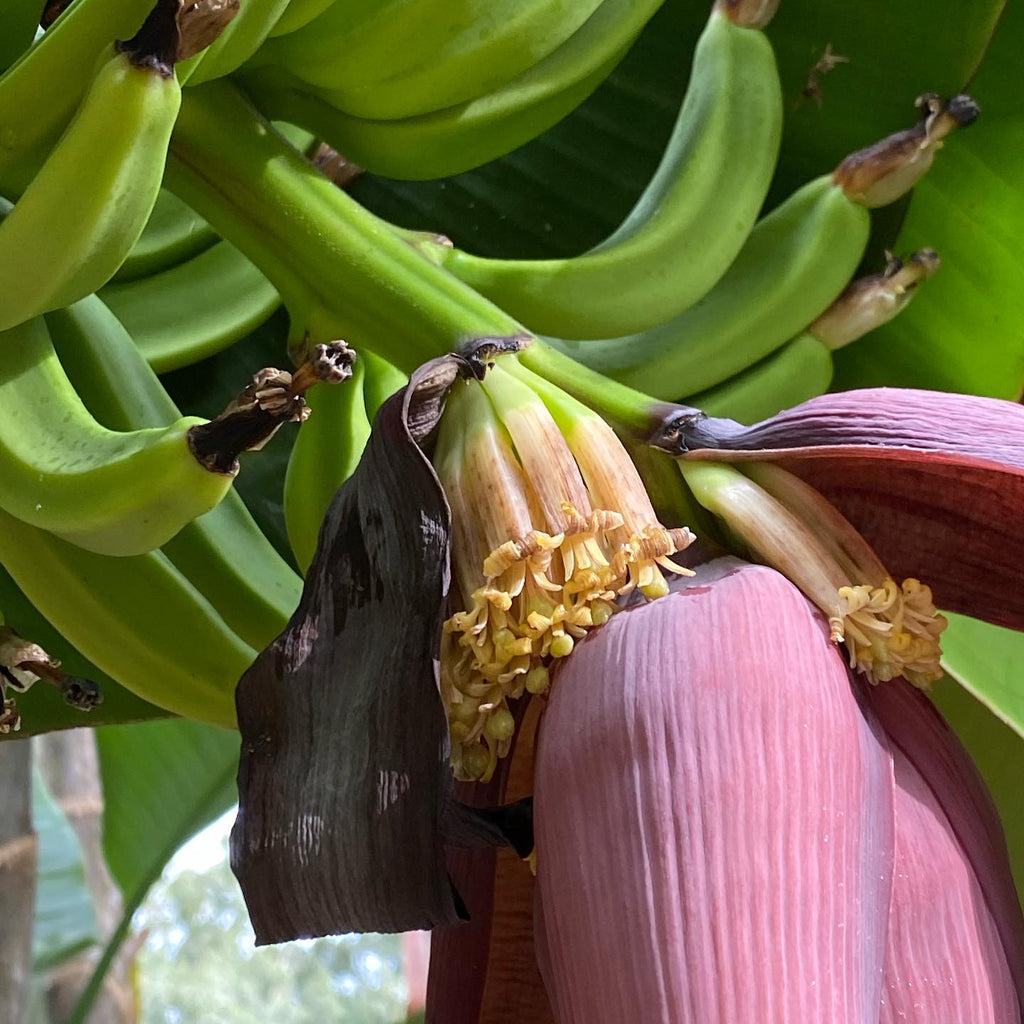 Banana Tree (Dwarf Variety)