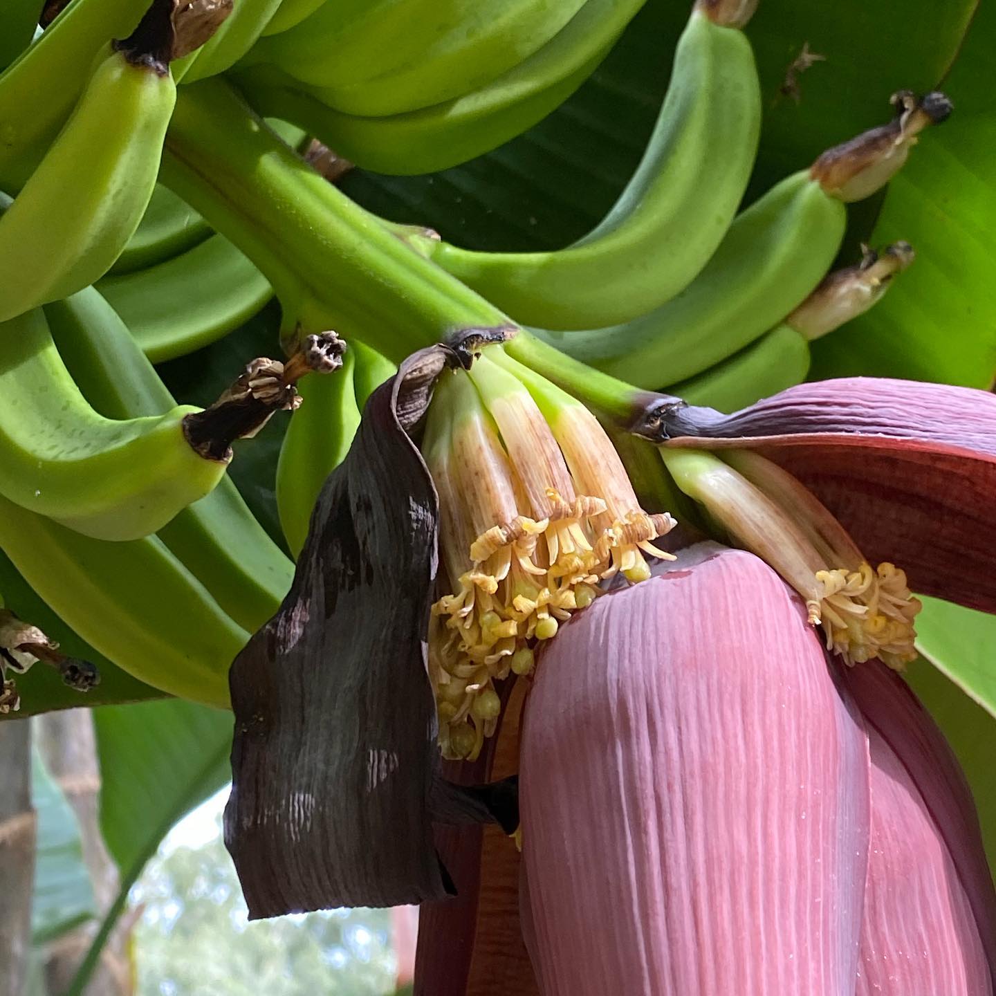 Banana Tree (Dwarf Variety)