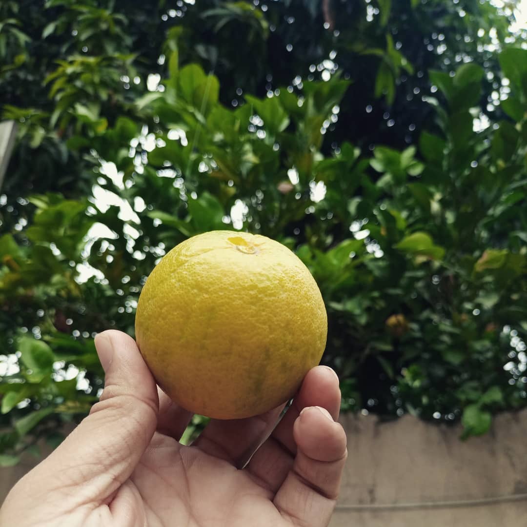 Sweet Orange Tree (Musambi / Malta)