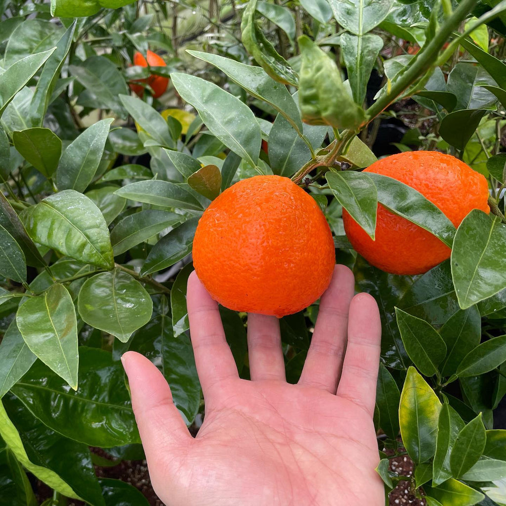 Minneola Tangelo Tree