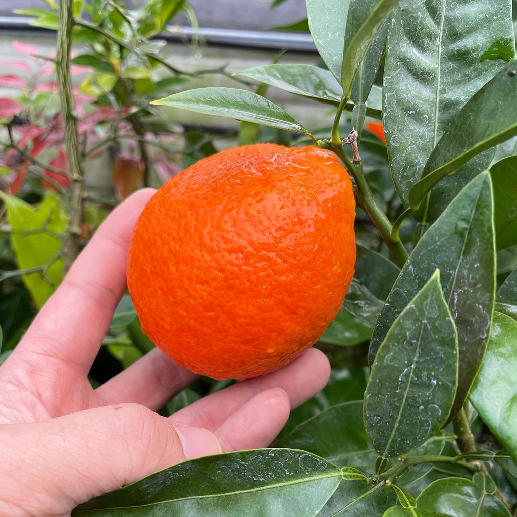 Minneola Tangelo Tree
