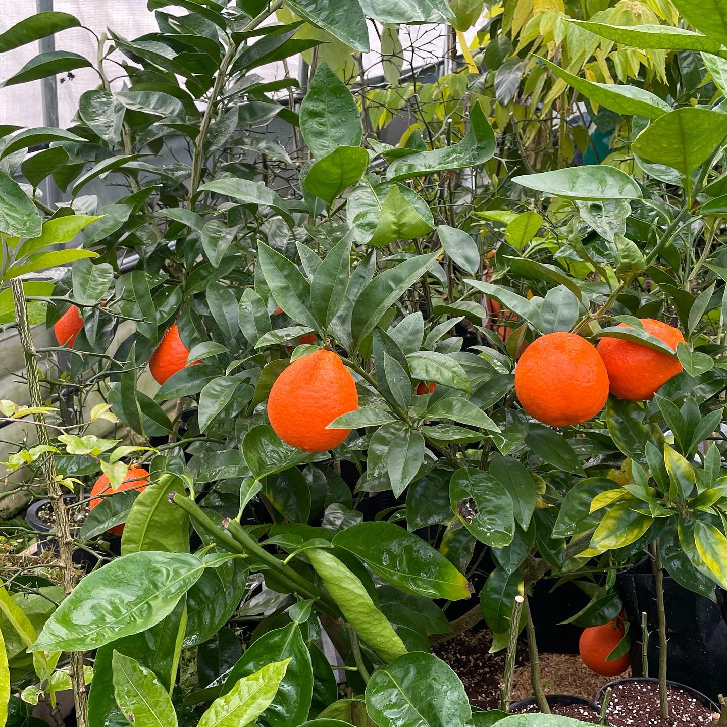 Minneola Tangelo Tree