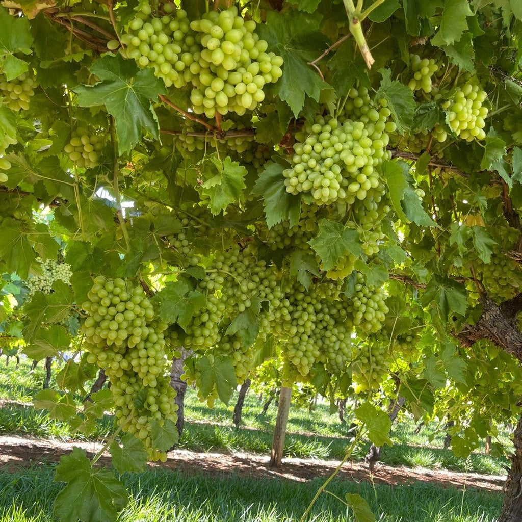 Sultana Grape Vine (Vitis vinifera – Seedless Green Grape for Fresh Eating & Drying)