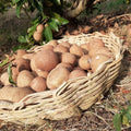 Sapodilla Tree