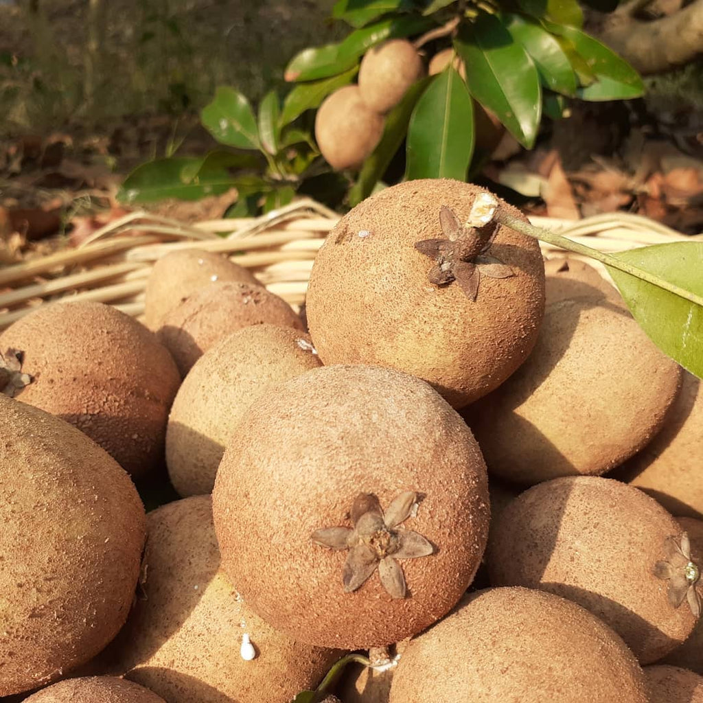 Sapodilla Tree