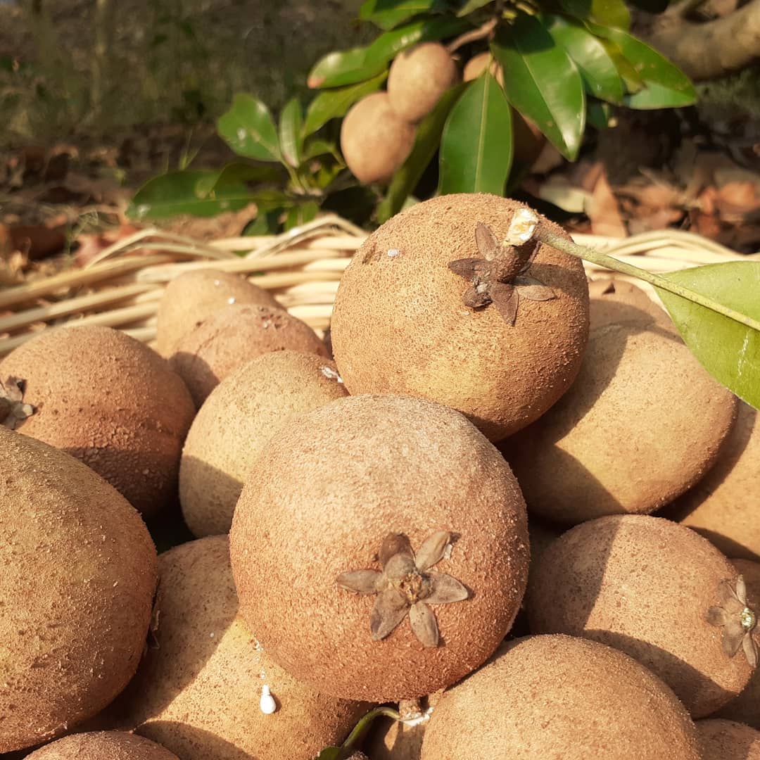 Sapodilla Tree