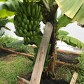 Banana Tree (Dwarf Variety)