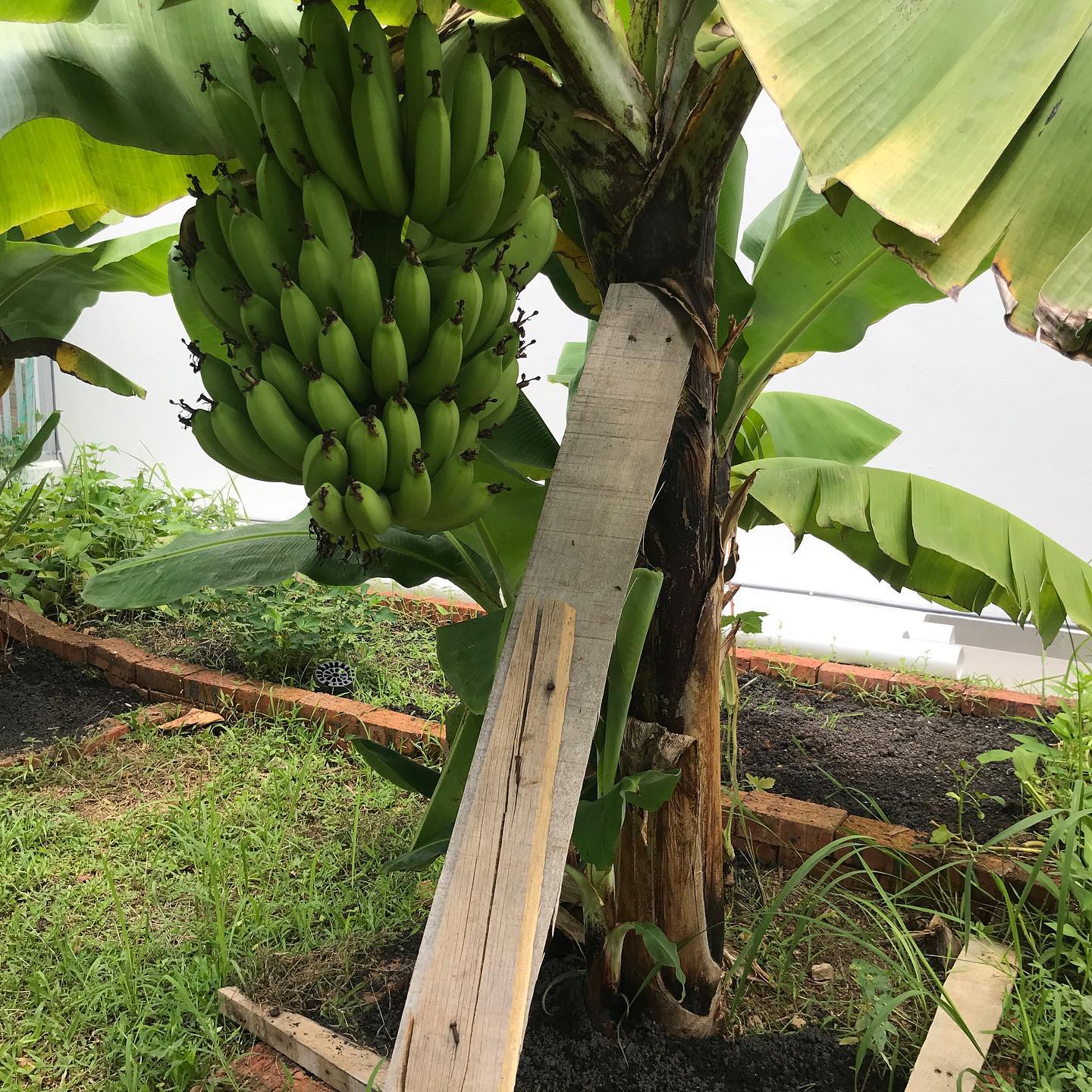 Banana Tree (Dwarf Variety)