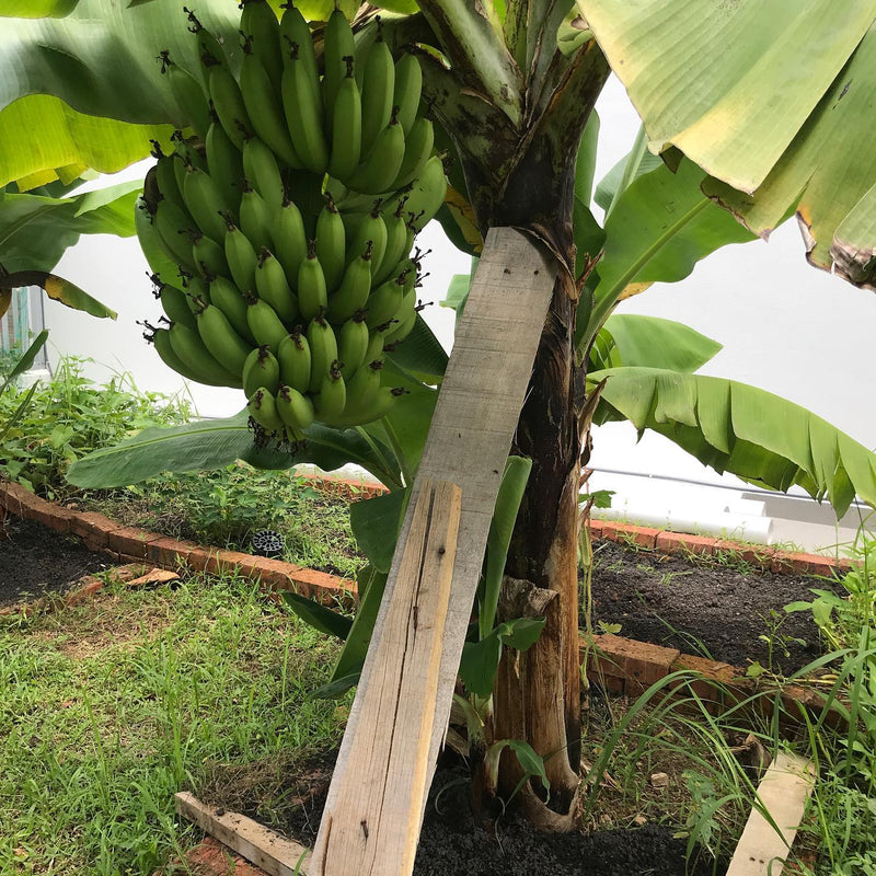 Banana Tree (Dwarf Variety)