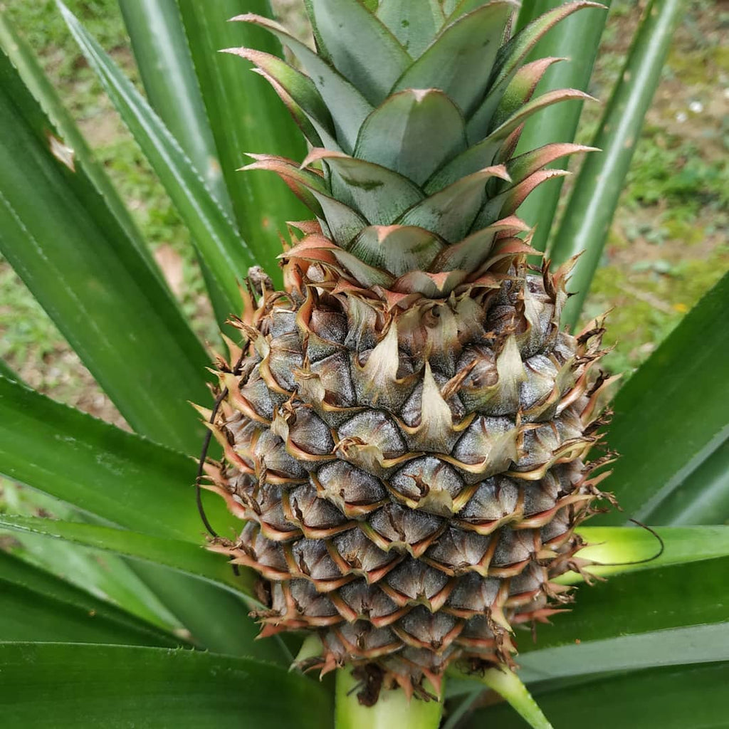 Pineapple Plant