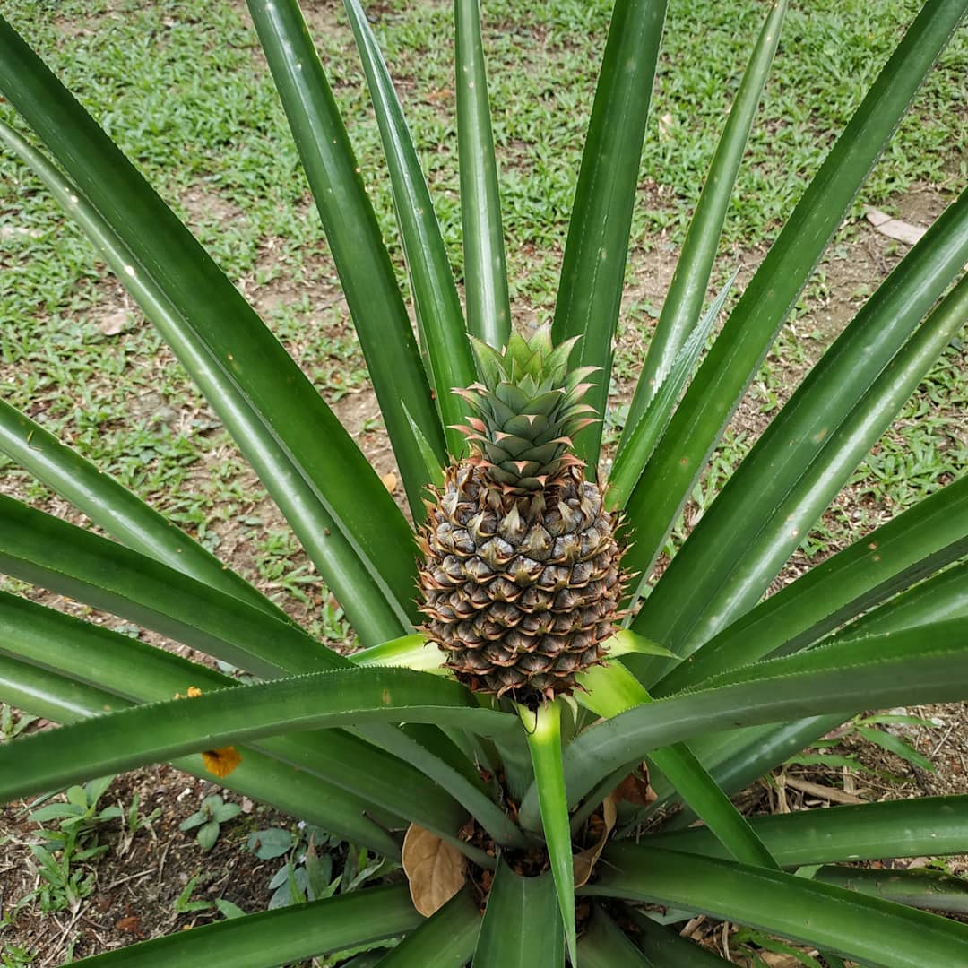 Pineapple Plant