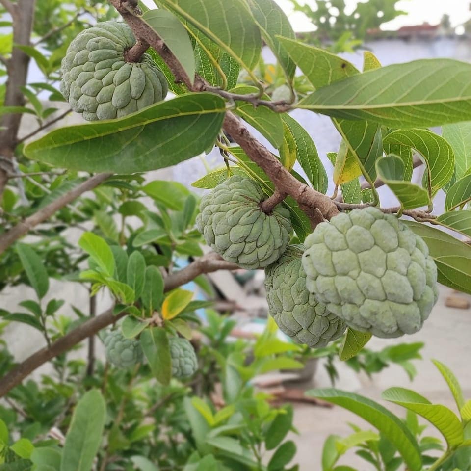Custard Apple Tree