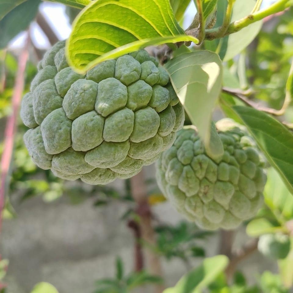 Custard Apple Tree