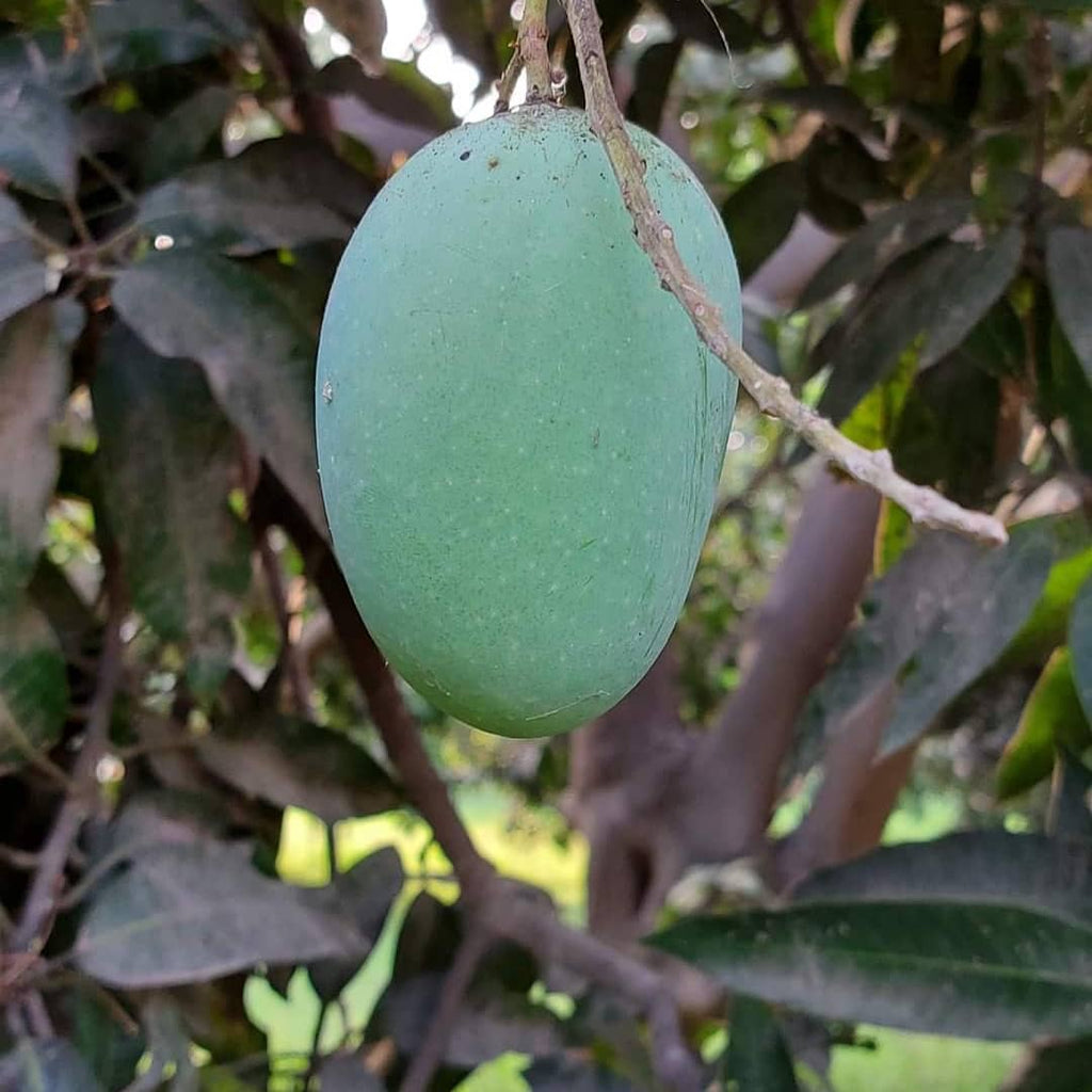 Mango Tree (Langra Variety – Sweet Pulp Desi Favorite)