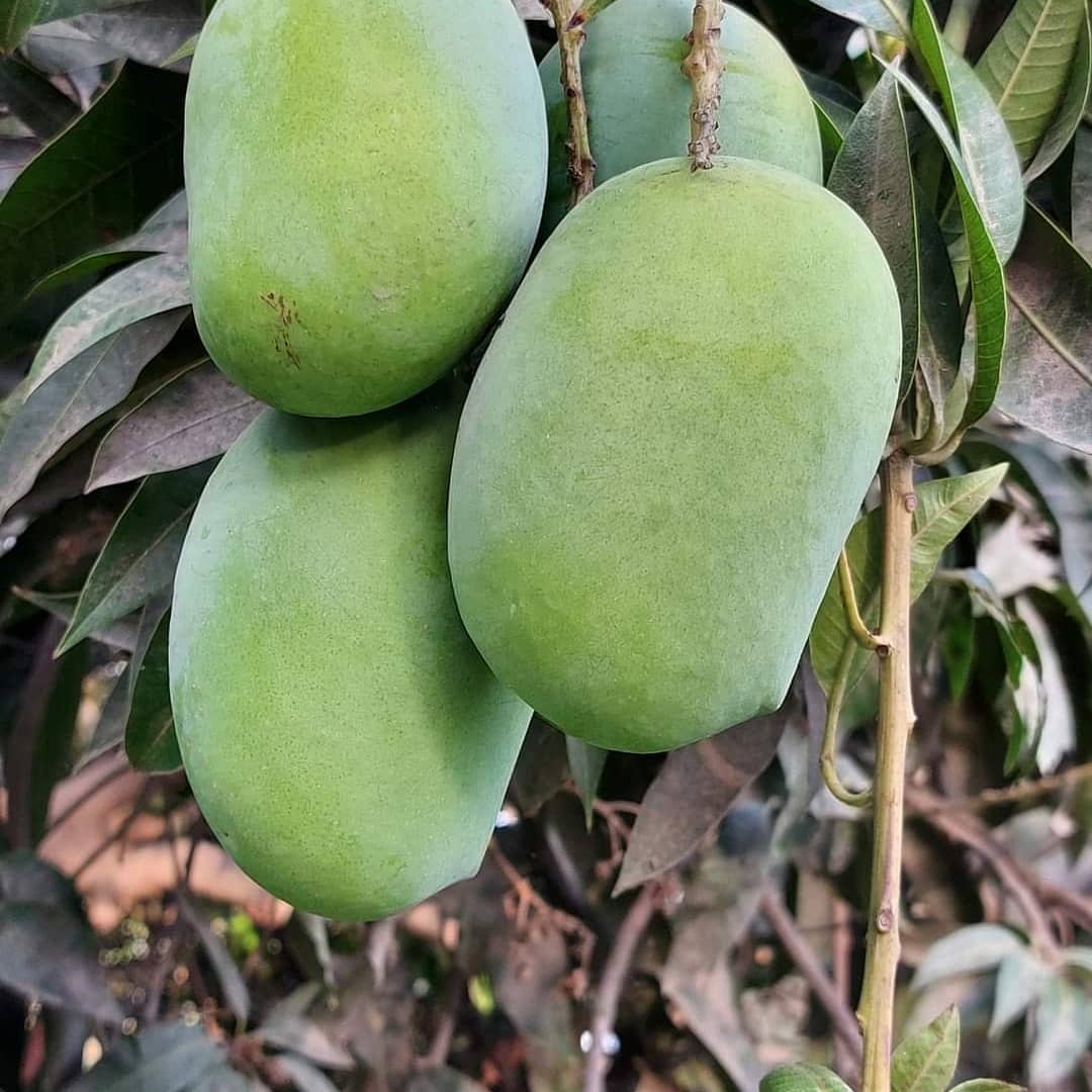 Mango Tree (Langra Variety – Sweet Pulp Desi Favorite)