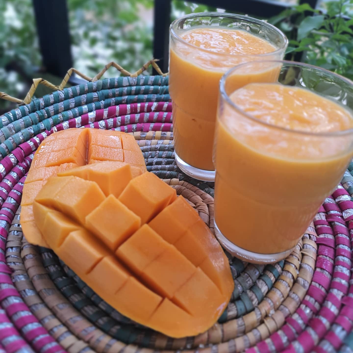 Mango Tree (Sindhri Variety – King of Early Mangoes)