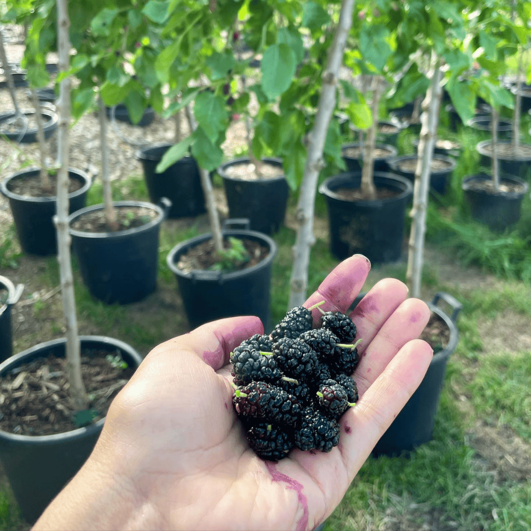 Mulberry Tree (Black Shehtoot)