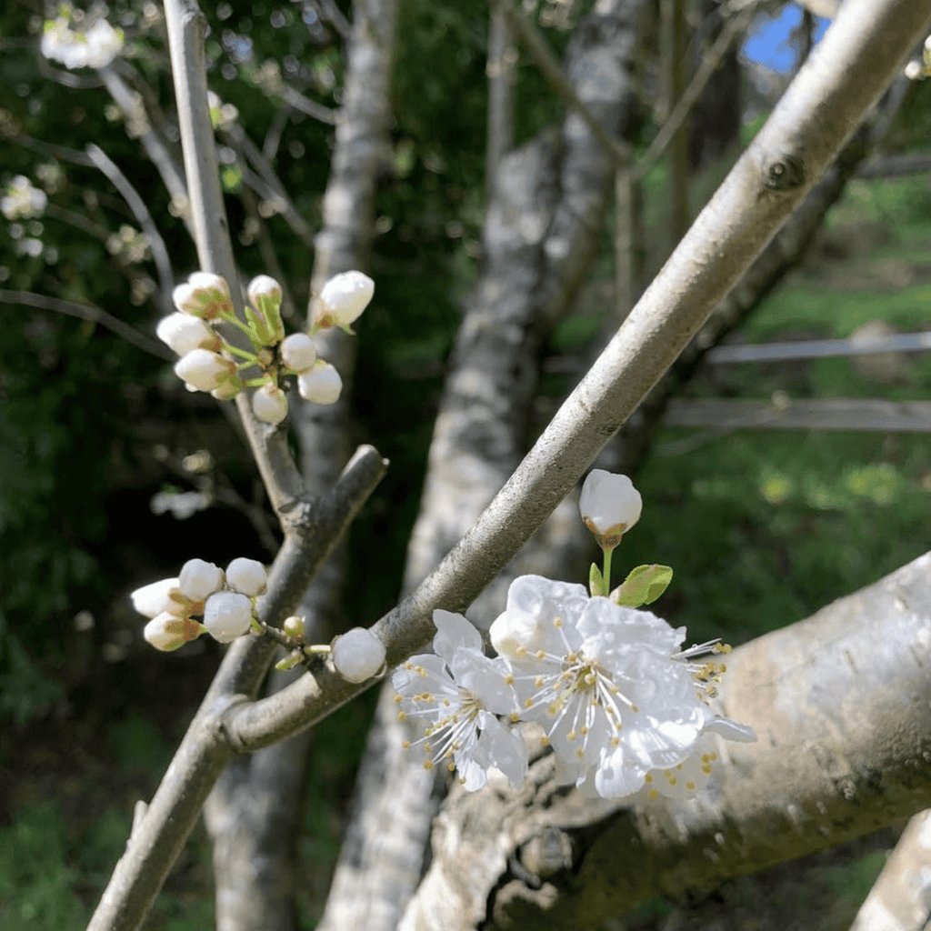 Cherry Plum Tree