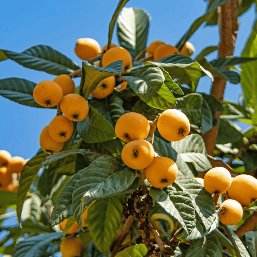 Loquat Tree