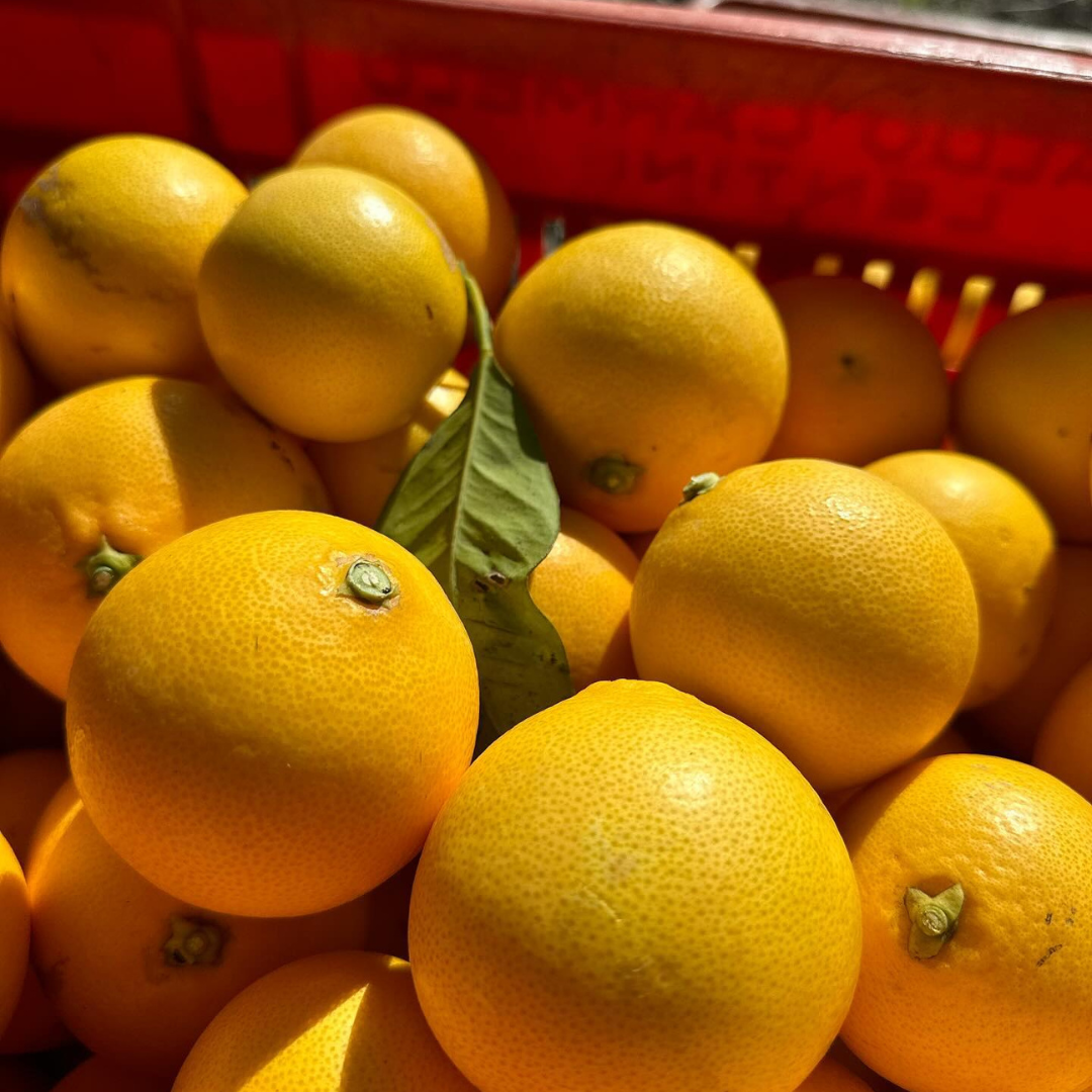 Tarocco Orange Tree