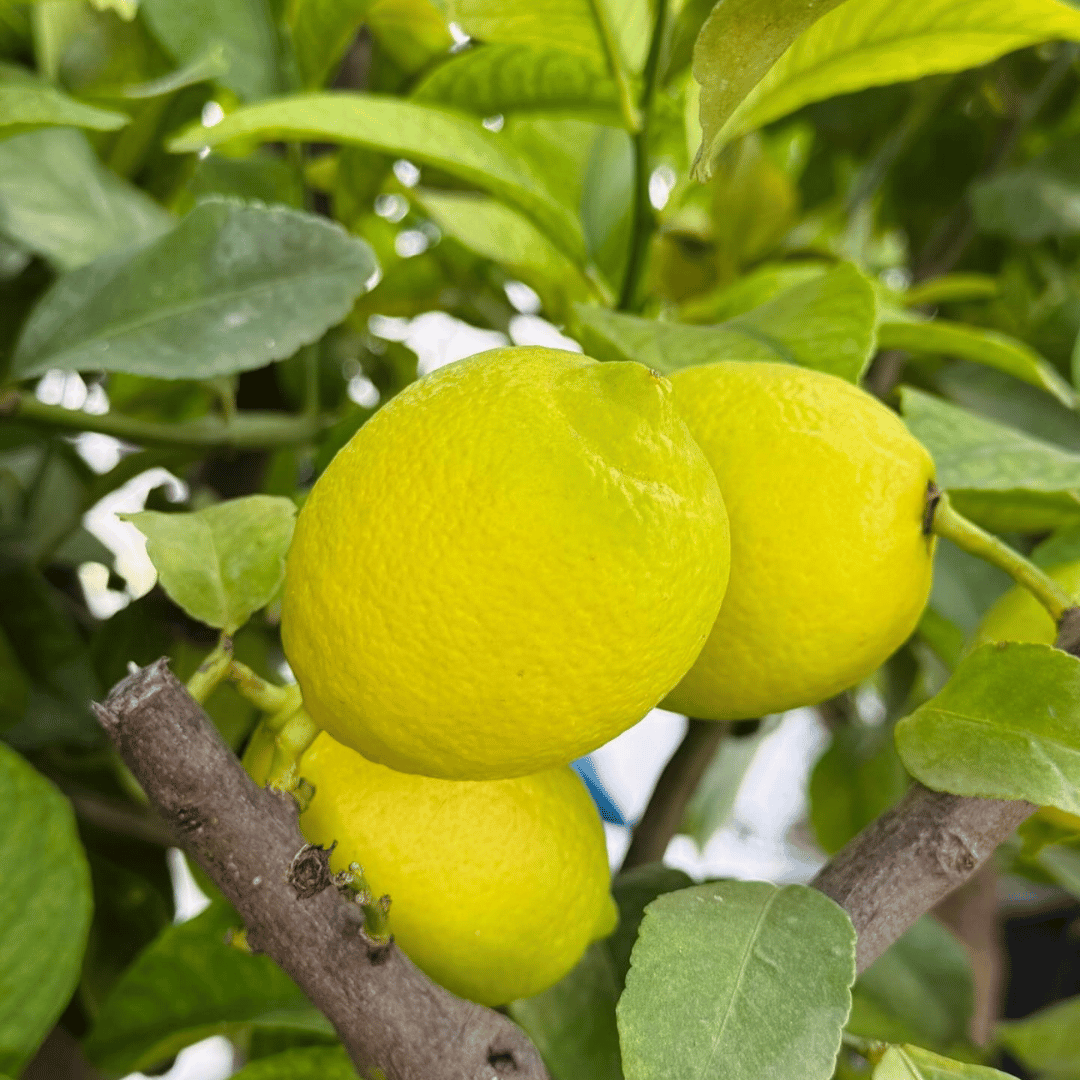 Desi Lemon Tree