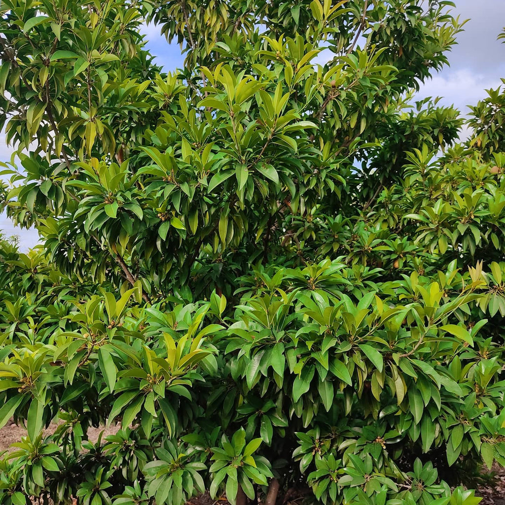 Sapodilla Tree
